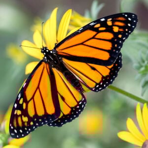 Monarch Butterfly Project